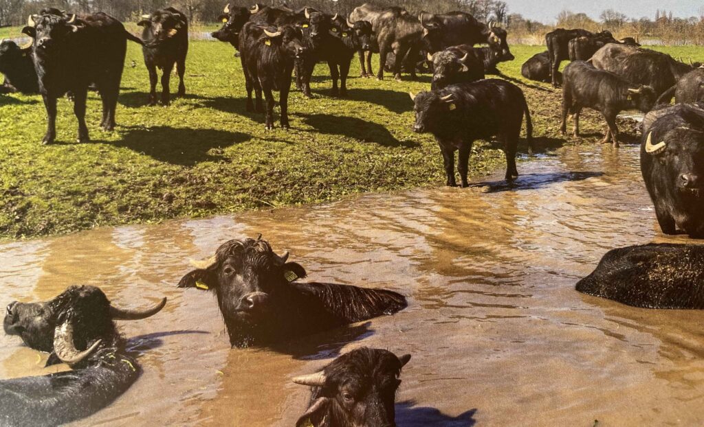 Deze afbeelding heeft een leeg alt-attribuut; de bestandsnaam is Waterbuffels-IJssel-1024x622.jpg